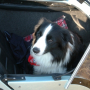 2009_Sommerparty-451