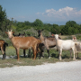 2010_Kroatien-291